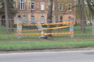 tvora