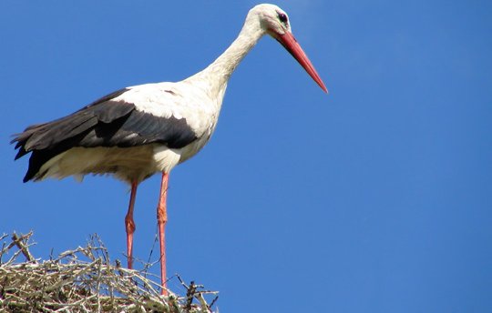 inwhite_stork1_news