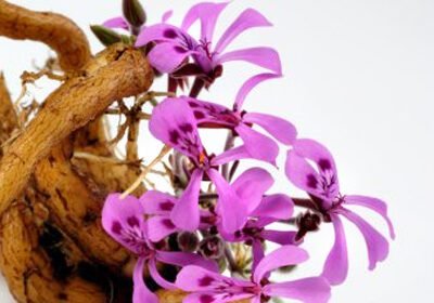 afrikines_pelargonijos_saknis