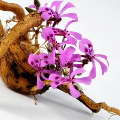 afrikines_pelargonijos_saknis