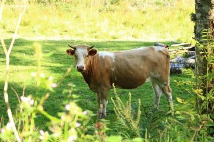 cow-595731_640_0