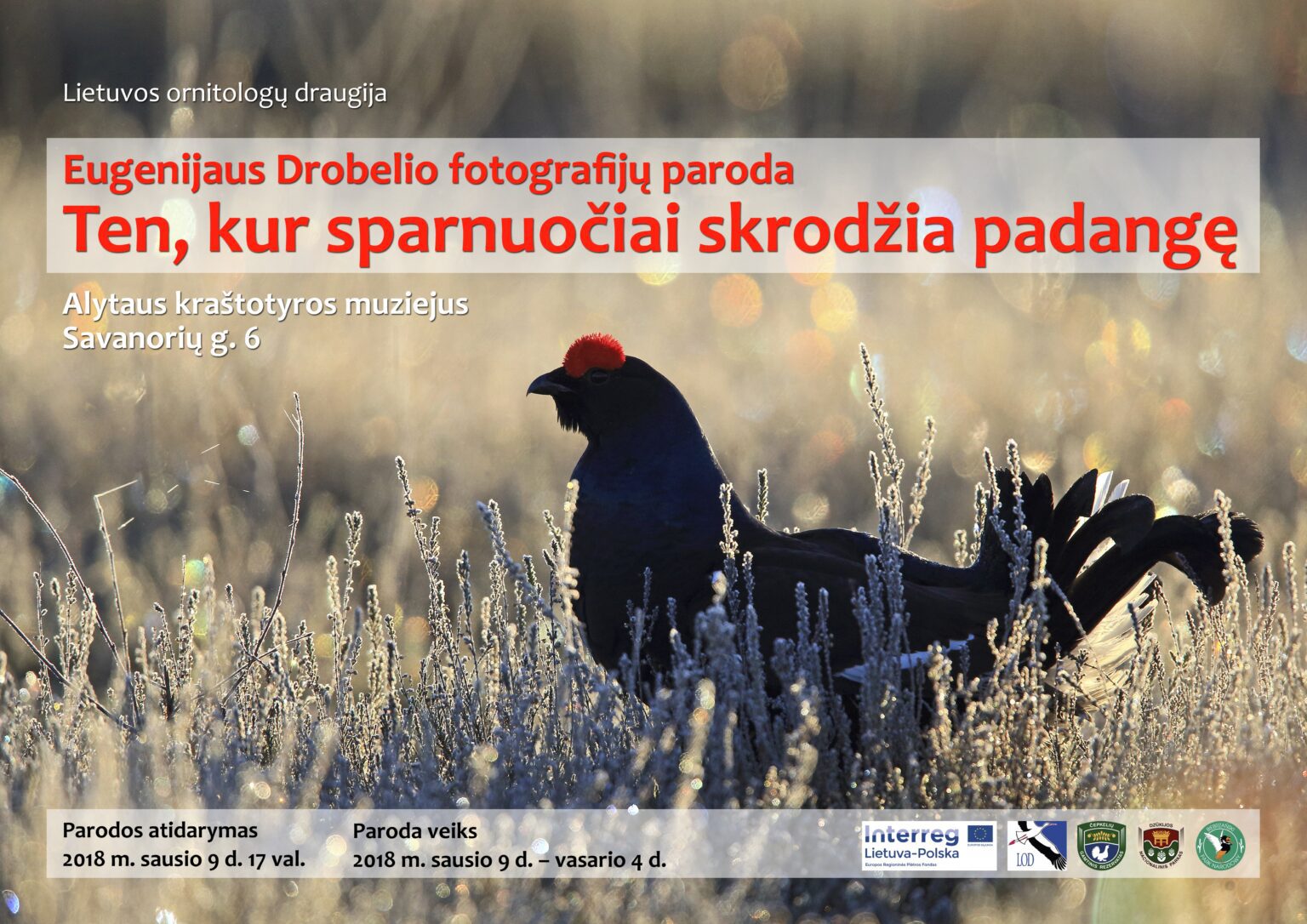 ten_kur_sparnuociai_skrodzia_padange