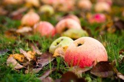 obuoliu_metas_prasidejo_nemeskite_ju_i_misriu_komunaliniu_atlieku_konteinerius