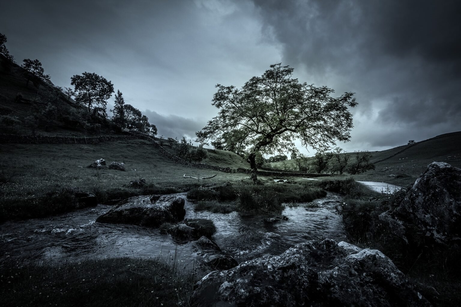 tree-2451441_1920