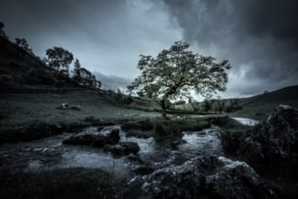 tree-2451441_1920