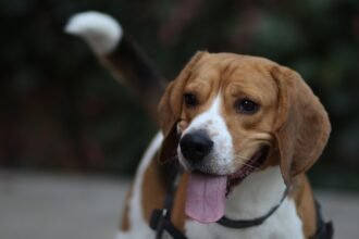beagle-3324621_1280