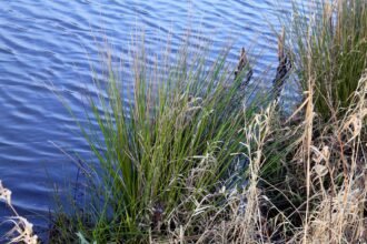 reed-247619_1280