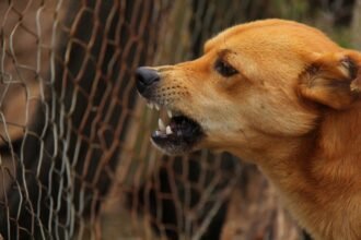 dog-486553_1280