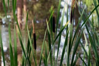 common-reed-53894_1280