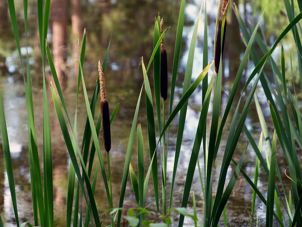 common-reed-53894_1280