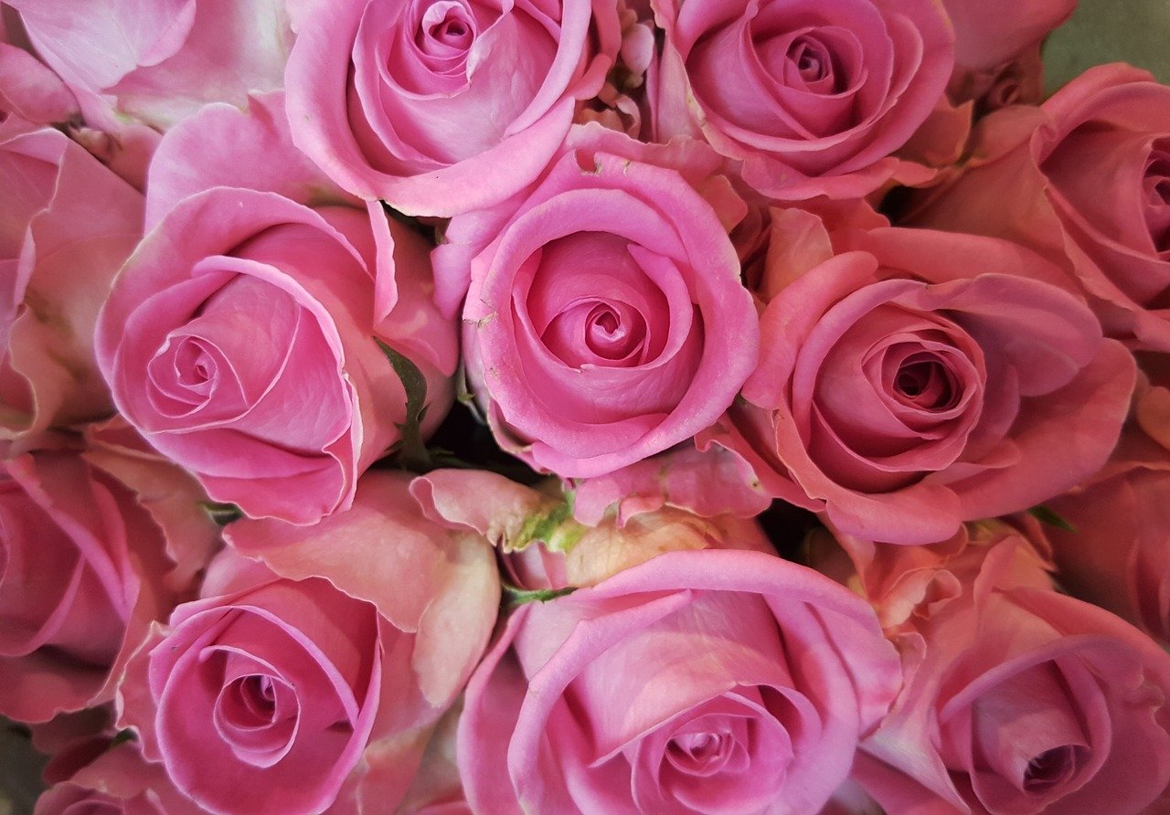rose-2628889_1280