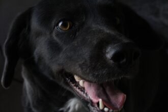 dog-1006642_1280