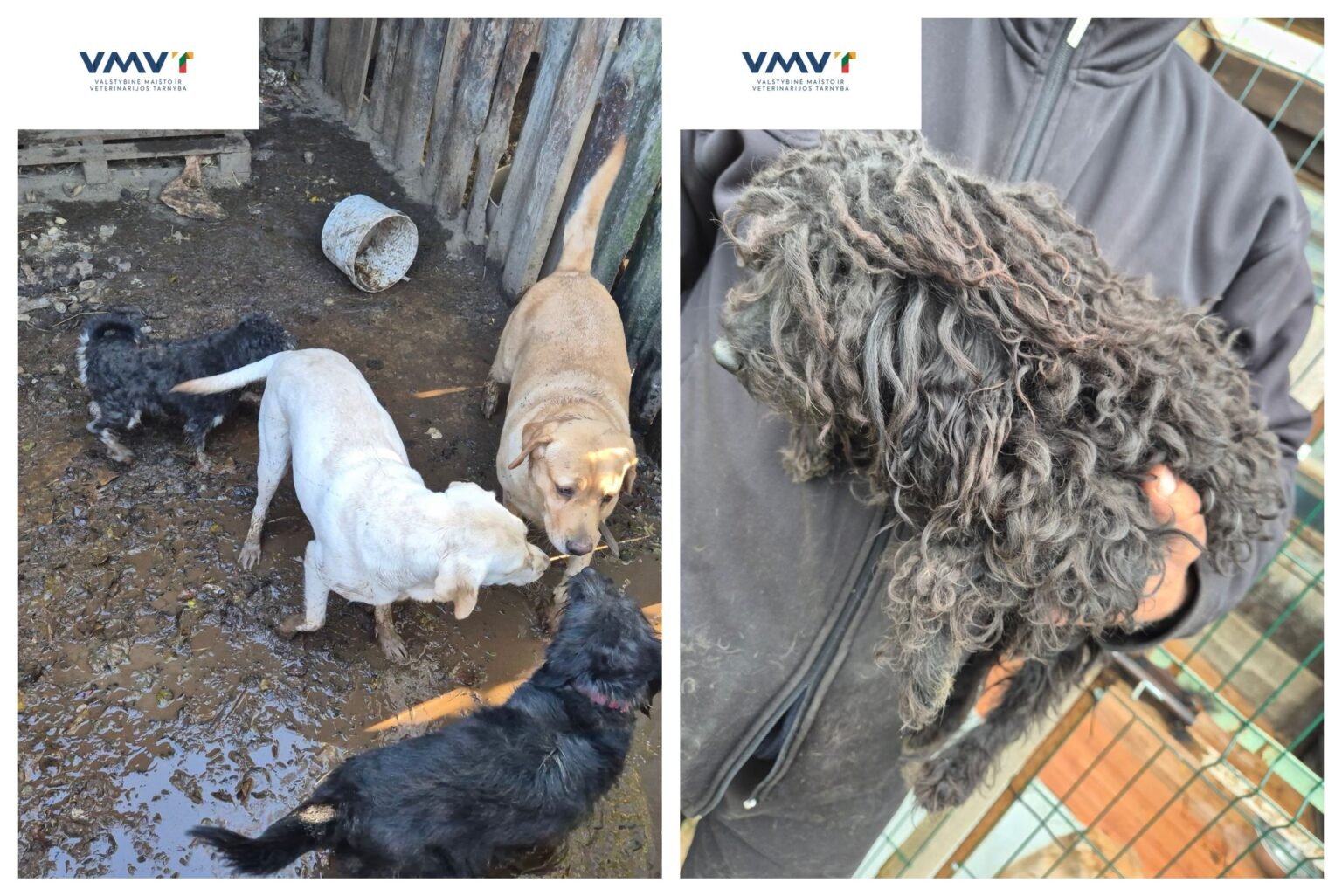 Patikrinimo metu nustatyta, kad teritorijoje netinkamomis sąlygomis buvo laikomi 57 šunys, be to, jie nelegaliai veisiami.