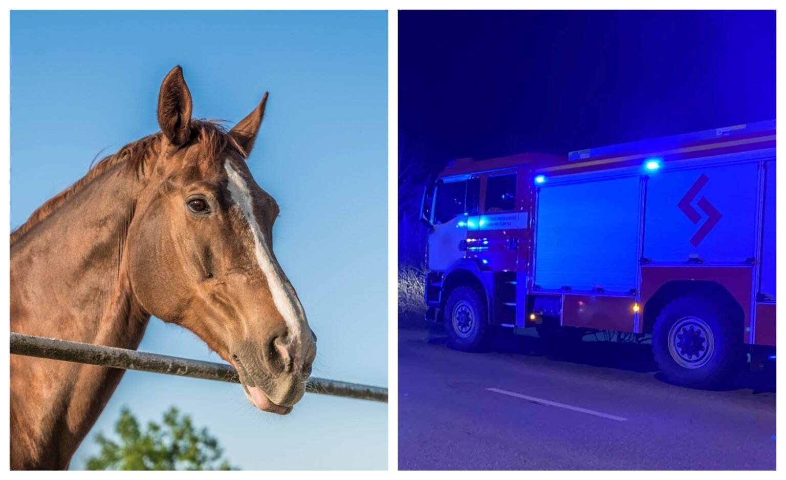 žirgas, ugniagesiai