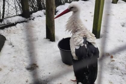 Į Lenkiją pargrįžęs gandras