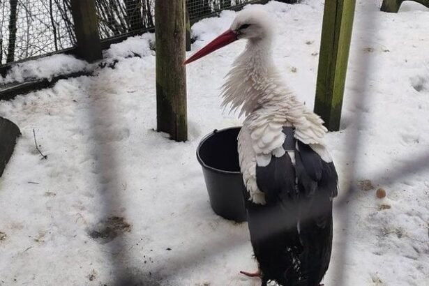 Į Lenkiją pargrįžęs gandras